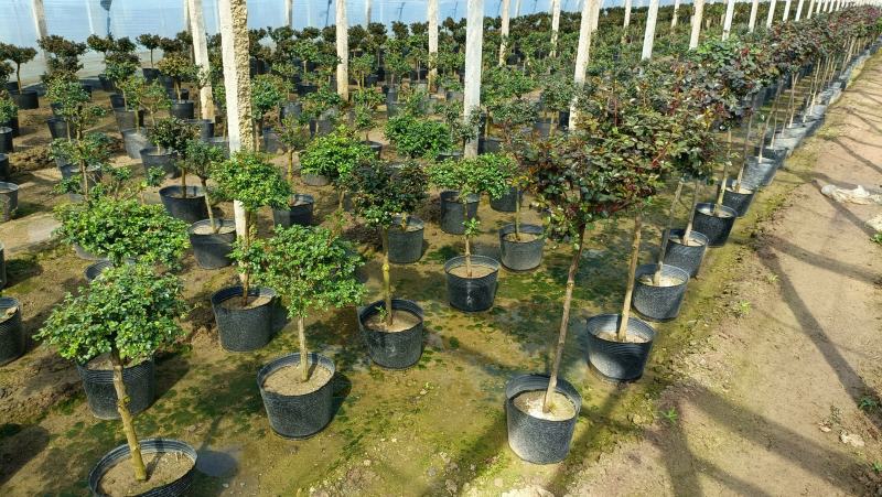 棒棒糖月季花盆栽，80-100公分，坤盛月季基地大量现货