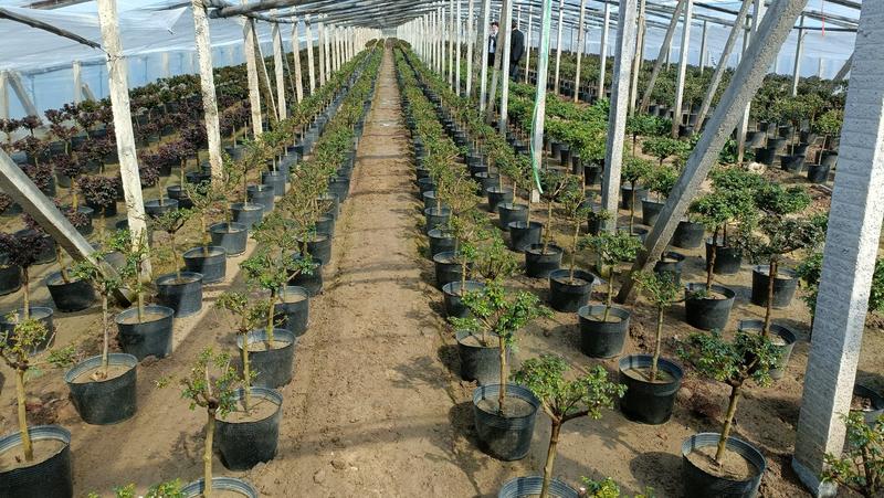 棒棒糖月季花盆栽，80-100公分，坤盛月季基地大量现货