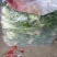邯郸永年精品苦菊品质保证专业团队欢迎来电合作