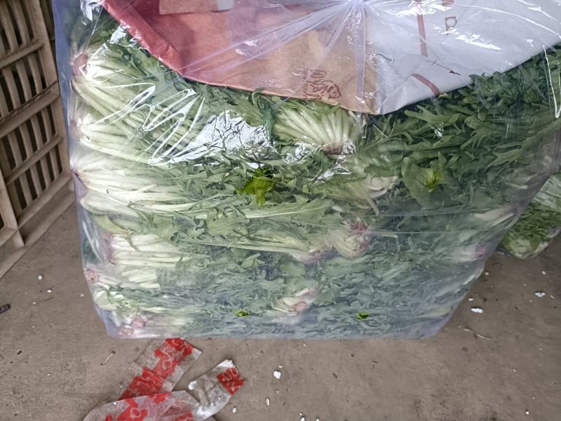 邯郸永年精品苦菊品质保证专业团队欢迎来电合作