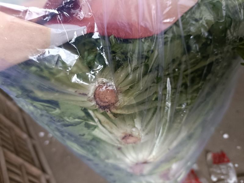 邯郸永年精品苦菊品质保证专业团队欢迎来电合作