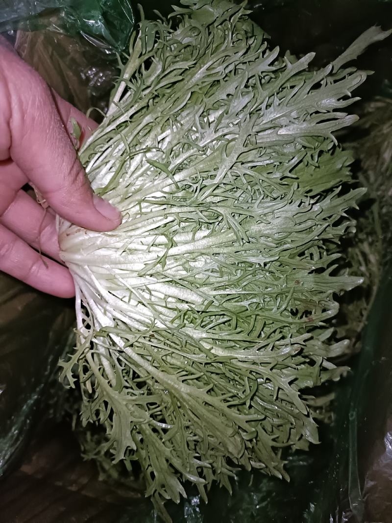 邯郸永年精品苦菊品质保证专业团队欢迎来电合作