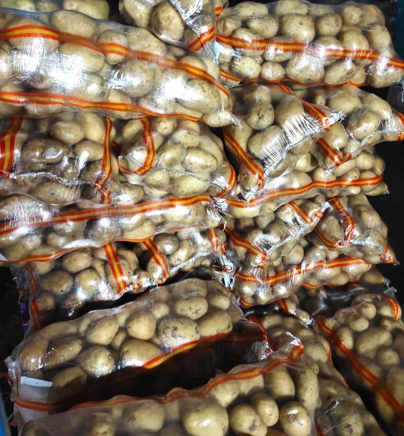 热销内蒙黄心土豆今年新货大量出库，三两通货薯型好品种齐全