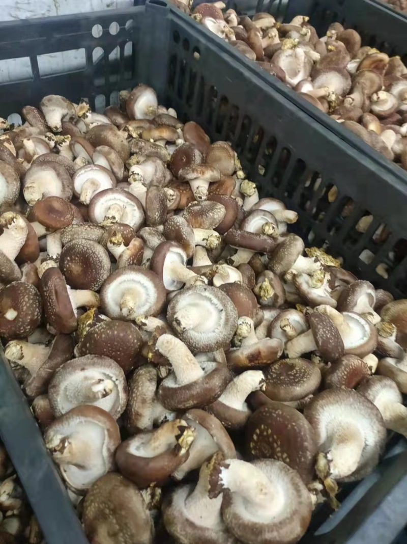 鲜香菇平台货