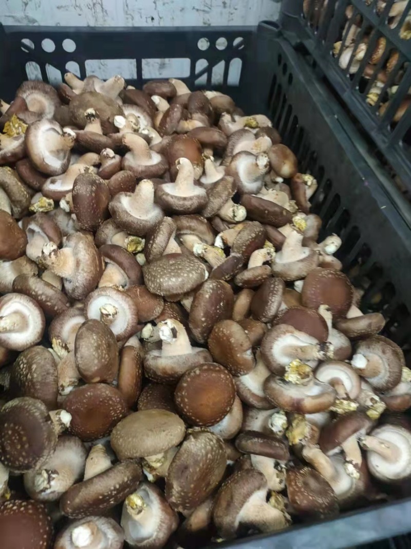 鲜香菇平台货