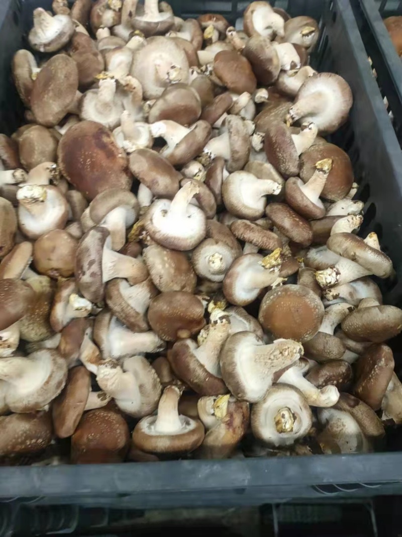 鲜香菇平台货