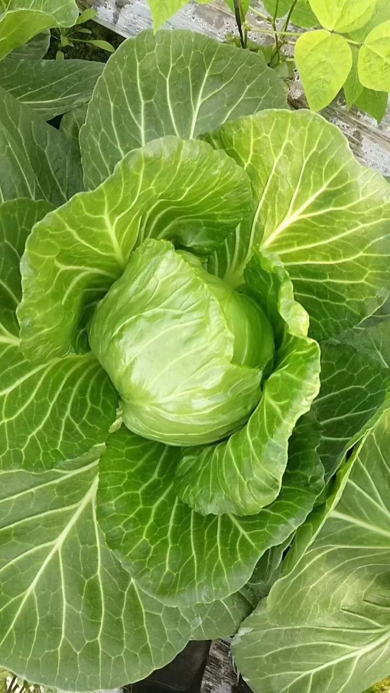 甘蓝