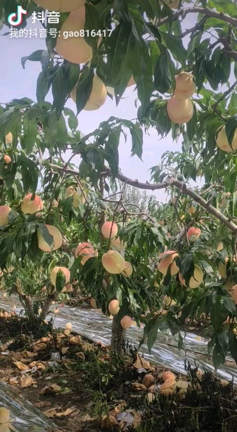 稼接果树苗新品种，苹果苗，桃苗，梨树苗南方北方包邮。