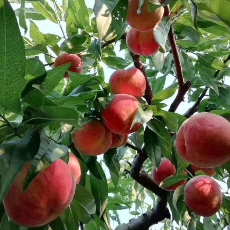 稼接果树苗新品种，苹果苗，桃苗，梨树苗南方北方包邮。