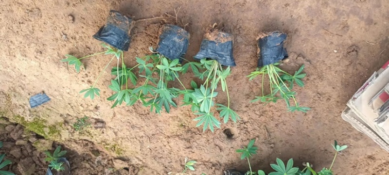 鲁冰花，羽扇豆产地直销量大价优，一手货源欢迎采购