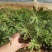 鲁冰花，羽扇豆产地直销量大价优，一手货源欢迎采购