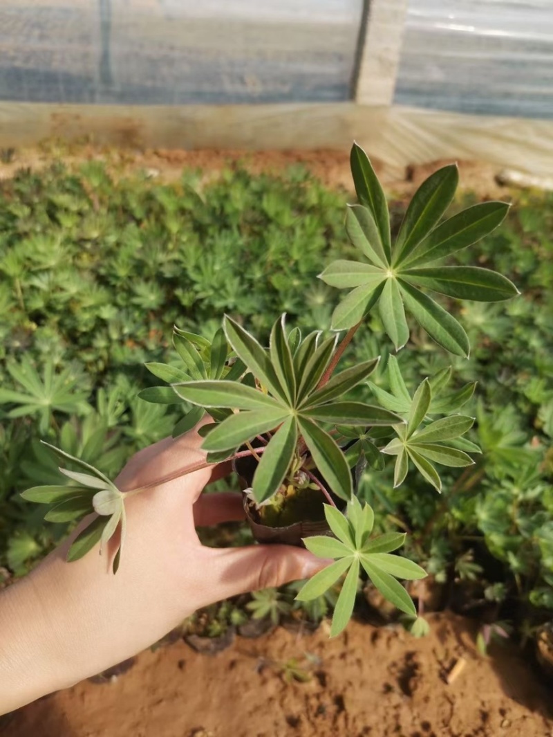 鲁冰花，羽扇豆产地直销量大价优，一手货源欢迎采购
