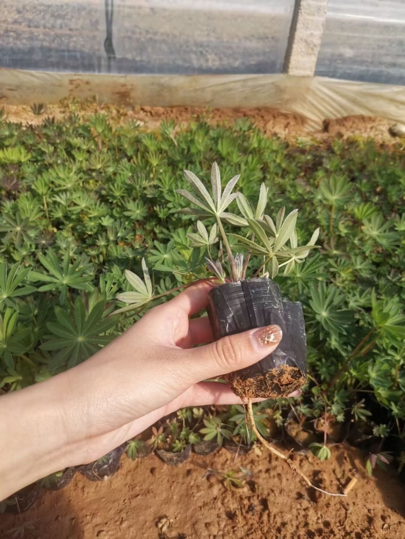 鲁冰花，羽扇豆产地直销量大价优，一手货源欢迎采购