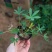鲁冰花，羽扇豆产地直销量大价优，一手货源欢迎采购