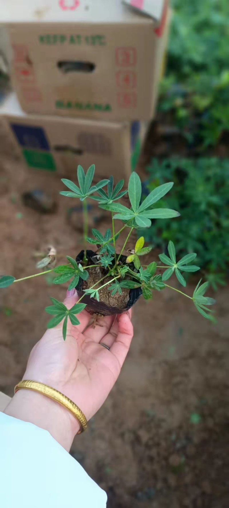 鲁冰花，羽扇豆产地直销量大价优，一手货源欢迎采购