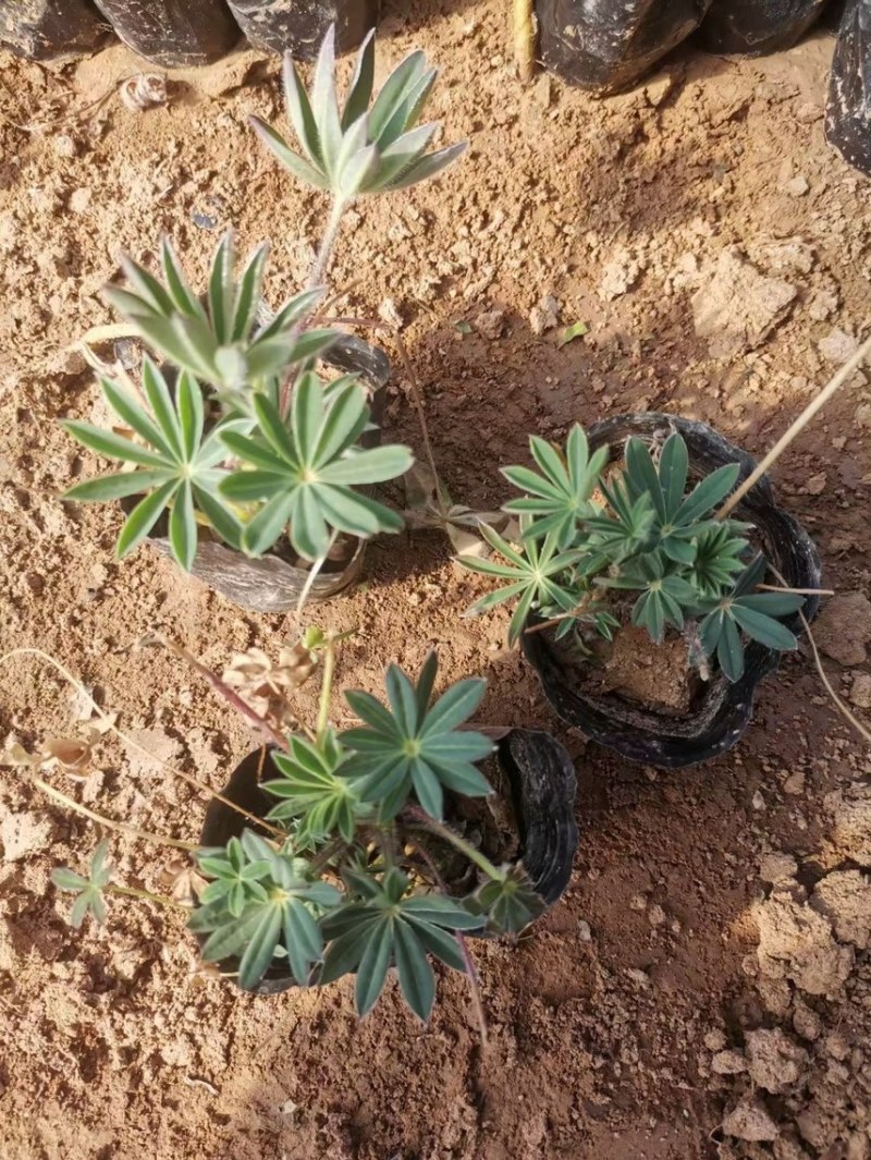 鲁冰花，羽扇豆产地直销量大价优，一手货源欢迎采购