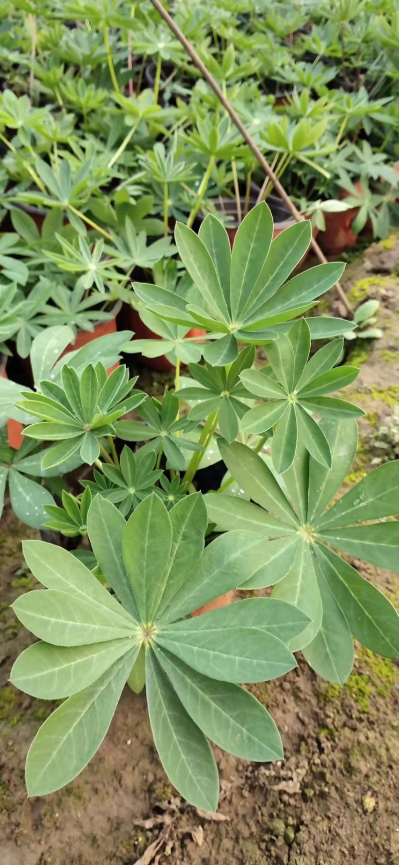 鲁冰花，羽扇豆产地直销量大价优，一手货源欢迎采购