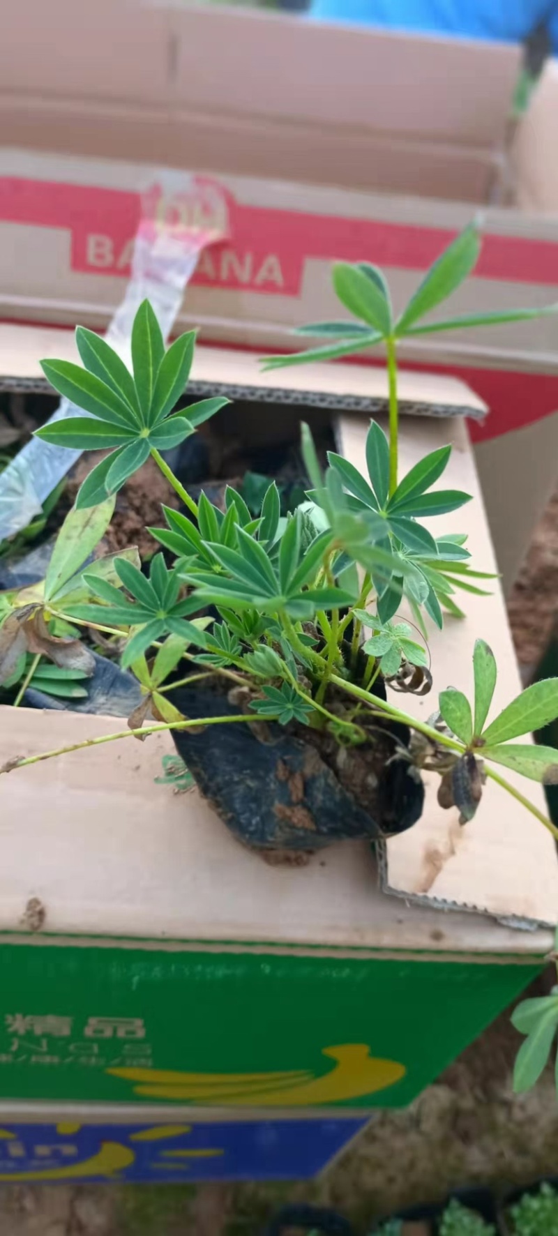 鲁冰花，羽扇豆产地直销量大价优，一手货源欢迎采购
