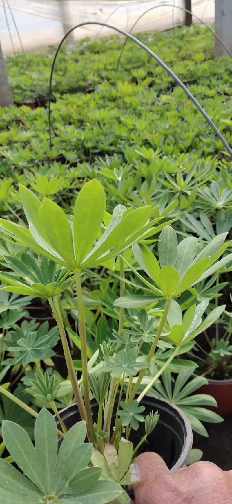鲁冰花，羽扇豆产地直销量大价优，一手货源欢迎采购