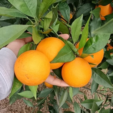 橘子