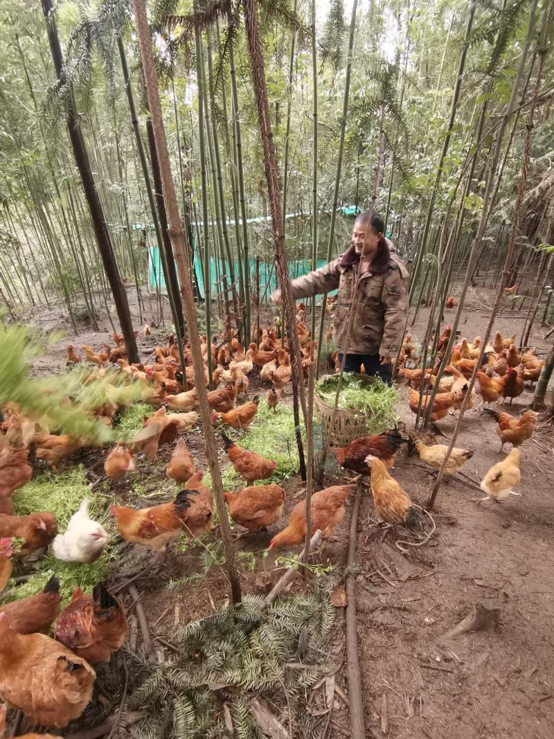 散养土鸡，跑山鸡