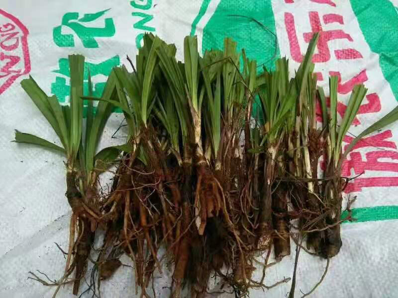 仙茅，提供技术指导，成活率90%，一件代发