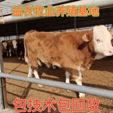 西门塔尔牛犊怀孕牛三代四代常年出售
