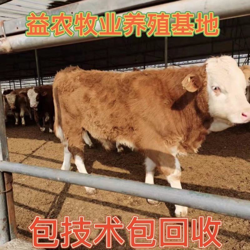 西门塔尔牛犊怀孕牛三代四代常年出售