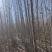 杨树苗内蒙通辽本地纯一手货源无中间环节产地直销量大从优
