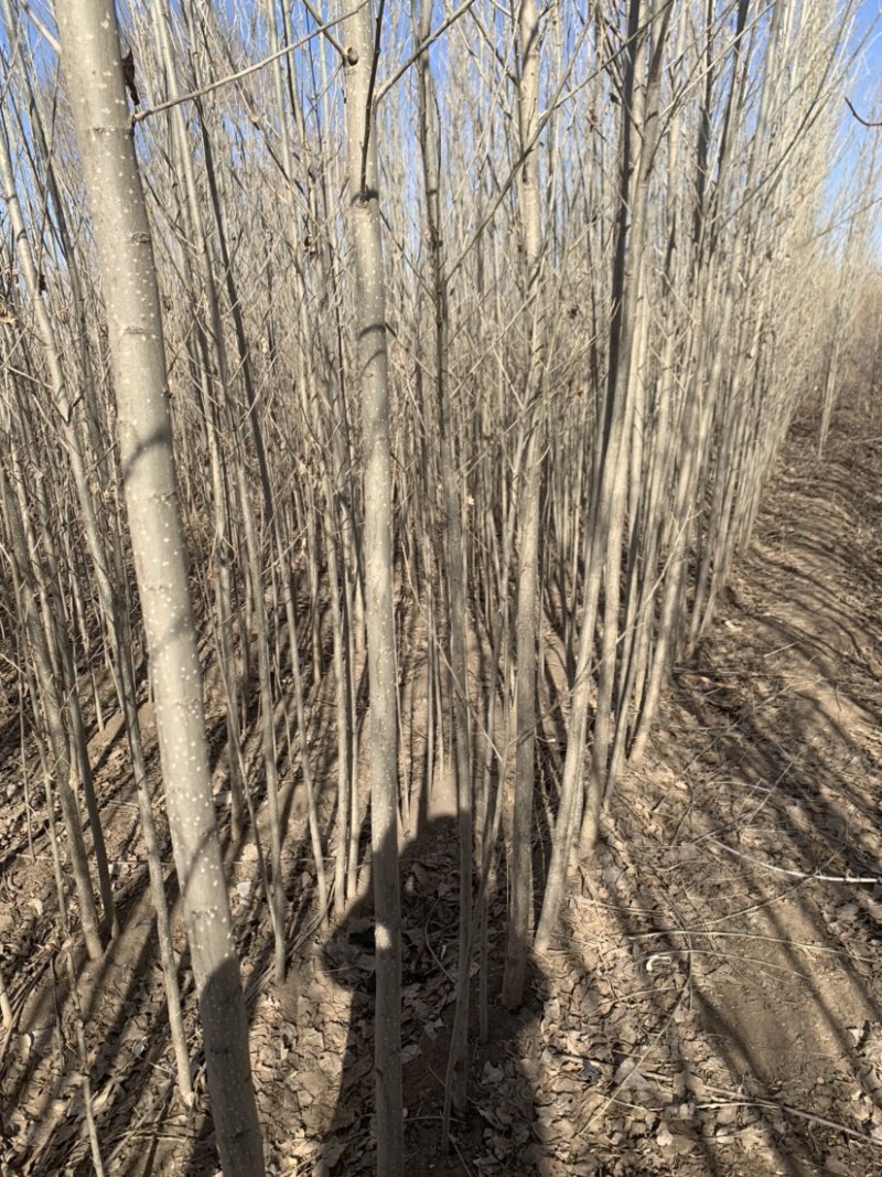 杨树苗内蒙通辽本地纯一手货源无中间环节产地直销量大从优