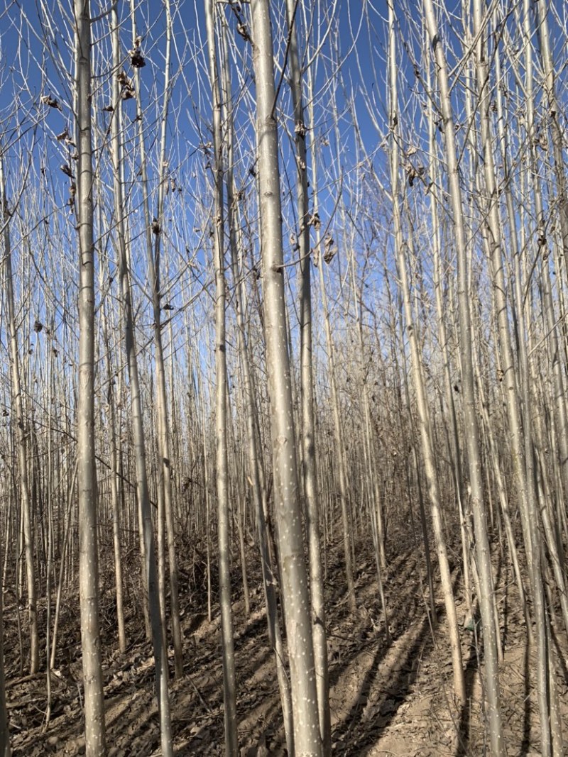 杨树苗内蒙通辽本地纯一手货源无中间环节产地直销量大从优