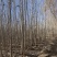 杨树苗内蒙通辽本地纯一手货源无中间环节产地直销量大从优