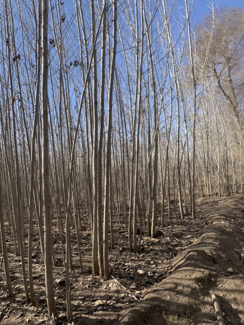 杨树苗内蒙通辽本地纯一手货源无中间环节产地直销量大从优
