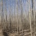 杨树苗内蒙通辽本地纯一手货源无中间环节产地直销量大从优