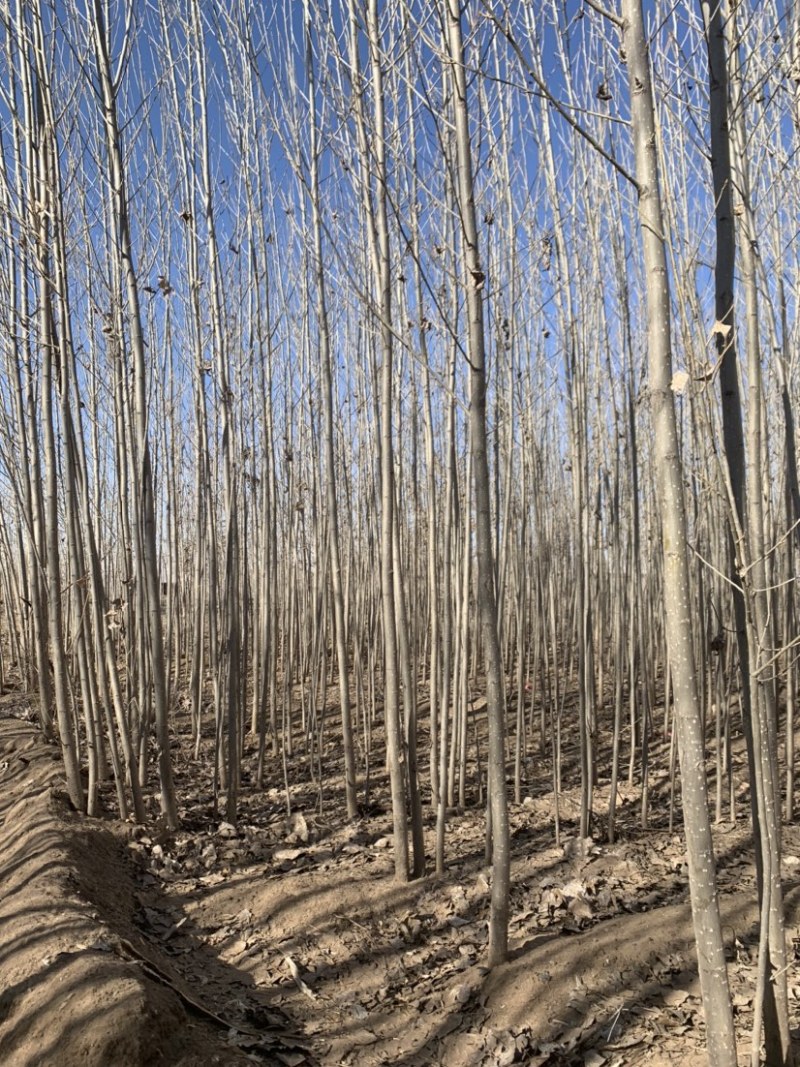 杨树苗内蒙通辽本地纯一手货源无中间环节产地直销量大从优
