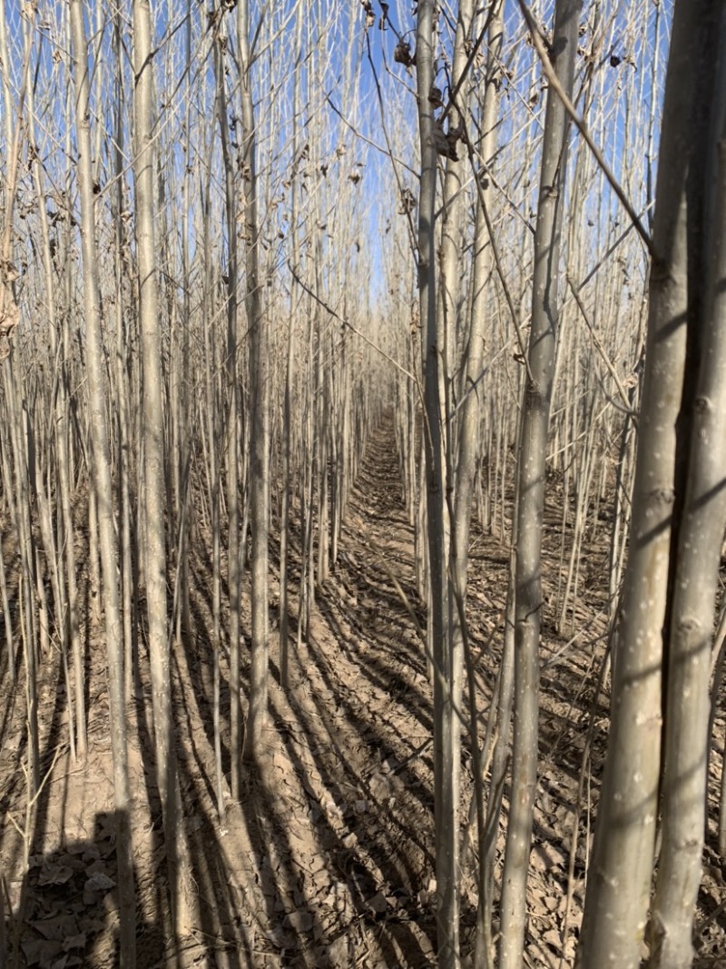 杨树苗内蒙通辽本地纯一手货源无中间环节产地直销量大从优