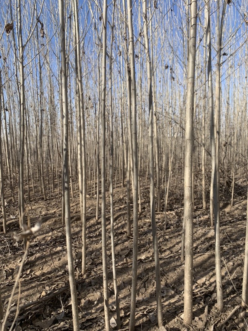 杨树苗内蒙通辽本地纯一手货源无中间环节产地直销量大从优