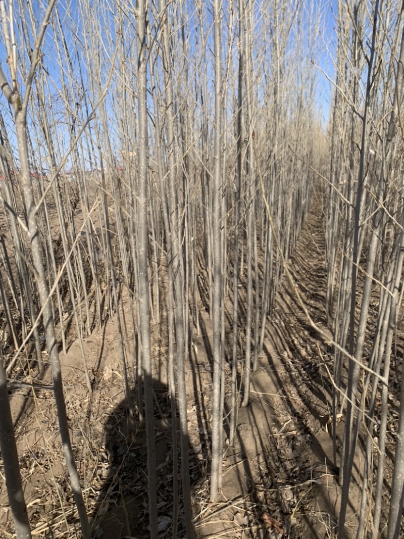 杨树苗内蒙通辽本地纯一手货源无中间环节产地直销量大从优