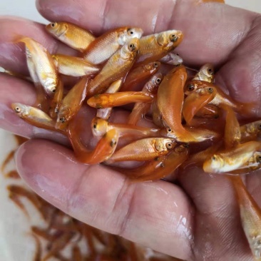 红鲤鱼苗广东鲤鱼苗货量充足规格齐全价格便宜