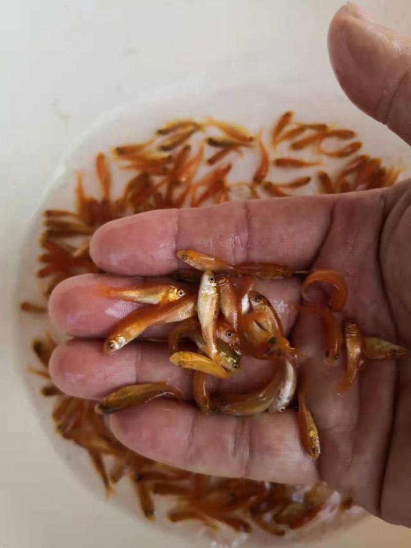 红鲤鱼苗广东鲤鱼苗货量充足规格齐全价格便宜