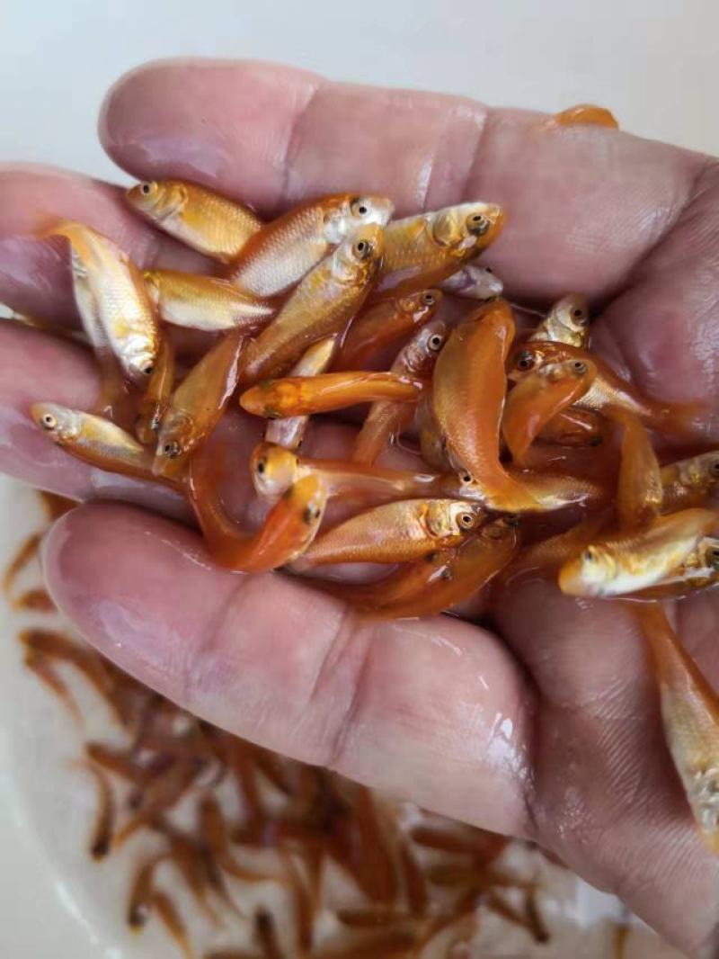 红鲤鱼苗广东鲤鱼苗货量充足规格齐全价格便宜