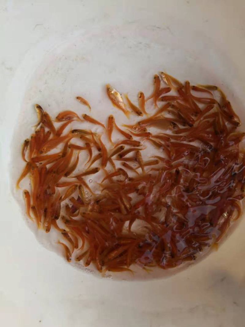 红鲤鱼苗广东鲤鱼苗货量充足规格齐全价格便宜