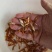 红鲤鱼苗广东鲤鱼苗货量充足规格齐全价格便宜