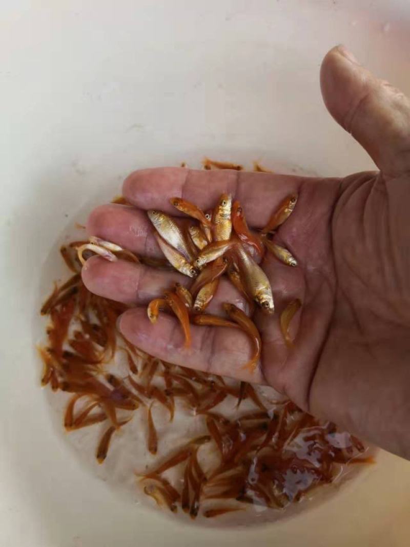 红鲤鱼苗广东鲤鱼苗货量充足规格齐全价格便宜