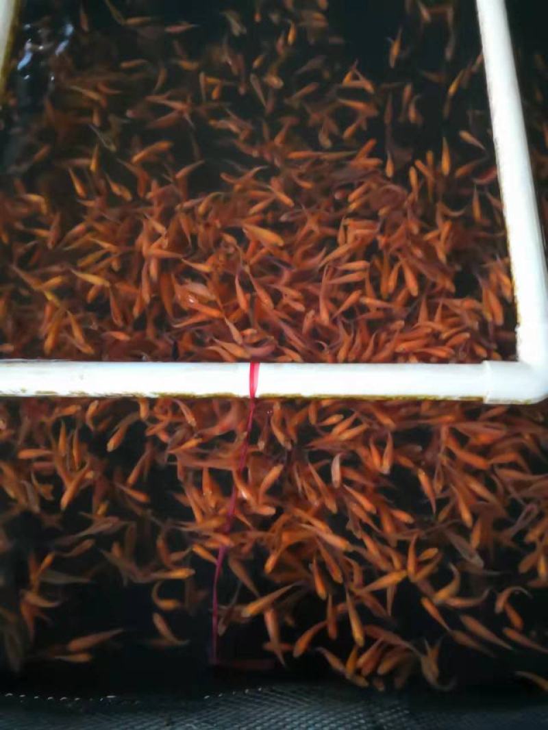 红鲤鱼苗广东鲤鱼苗货量充足规格齐全价格便宜