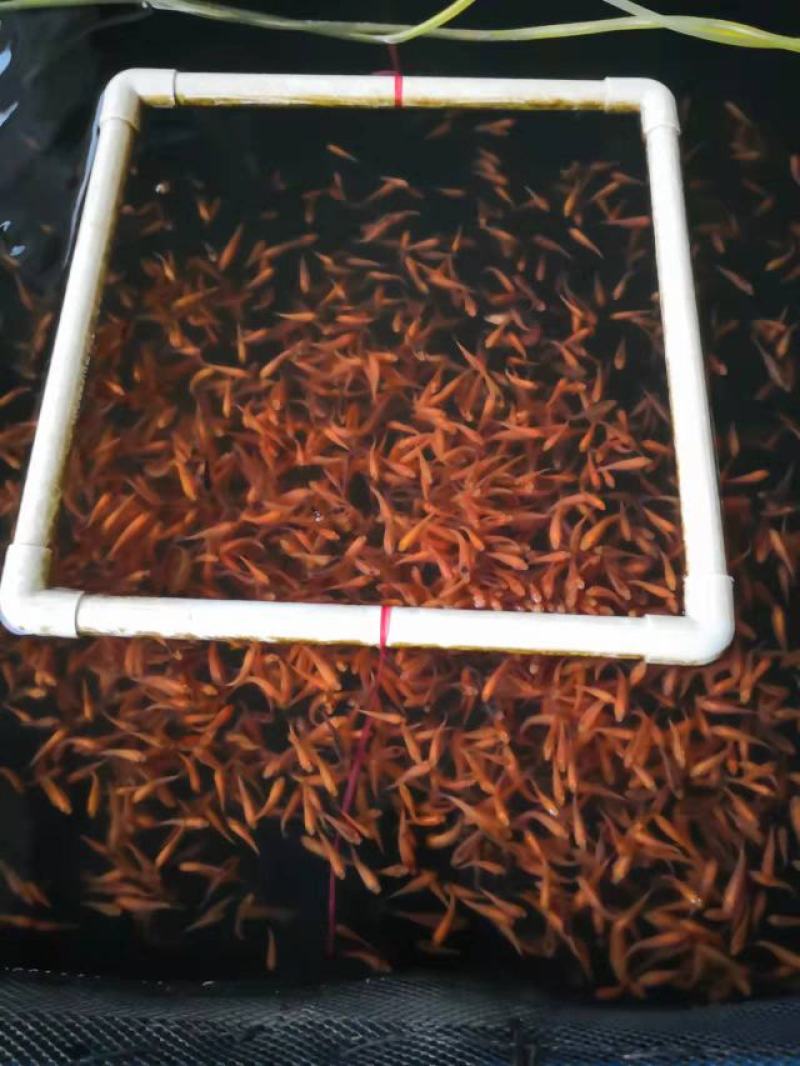 红鲤鱼苗广东鲤鱼苗货量充足规格齐全价格便宜