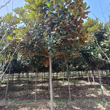 河南基地大量供应精品广玉兰3---30公分