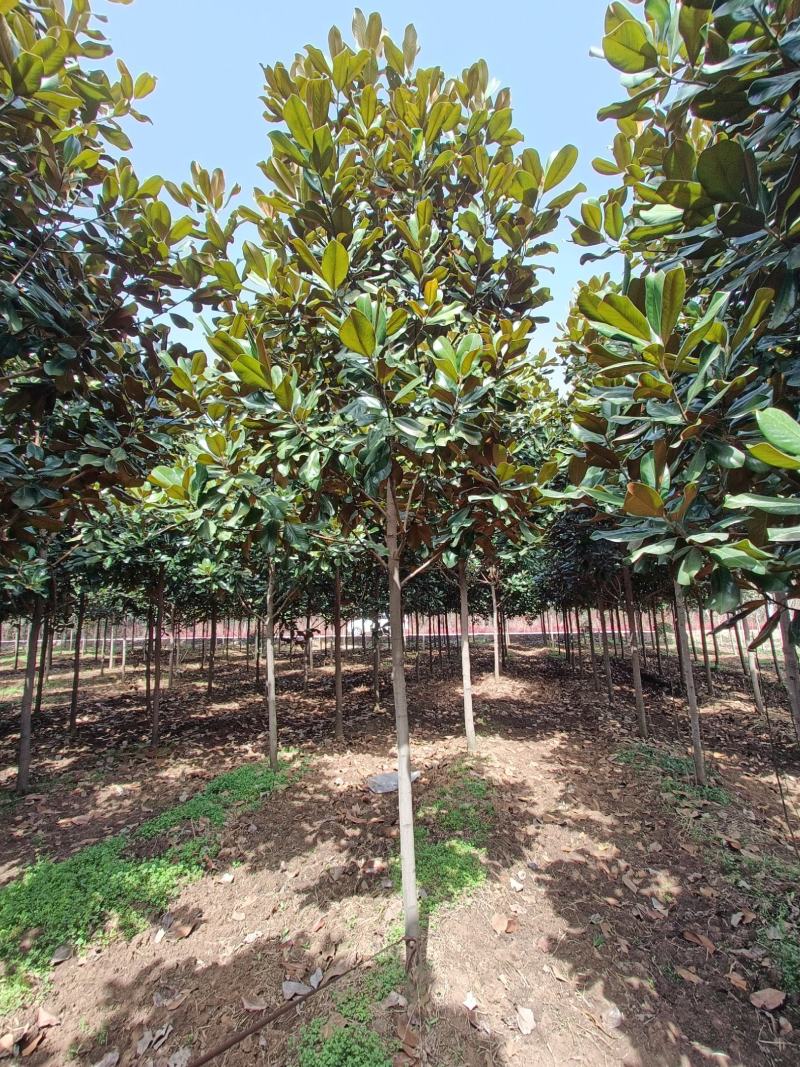 河南基地大量供应精品广玉兰3---30公分