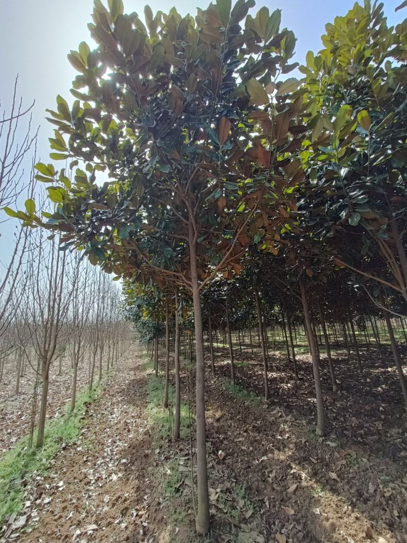 河南基地大量供应精品广玉兰3---30公分