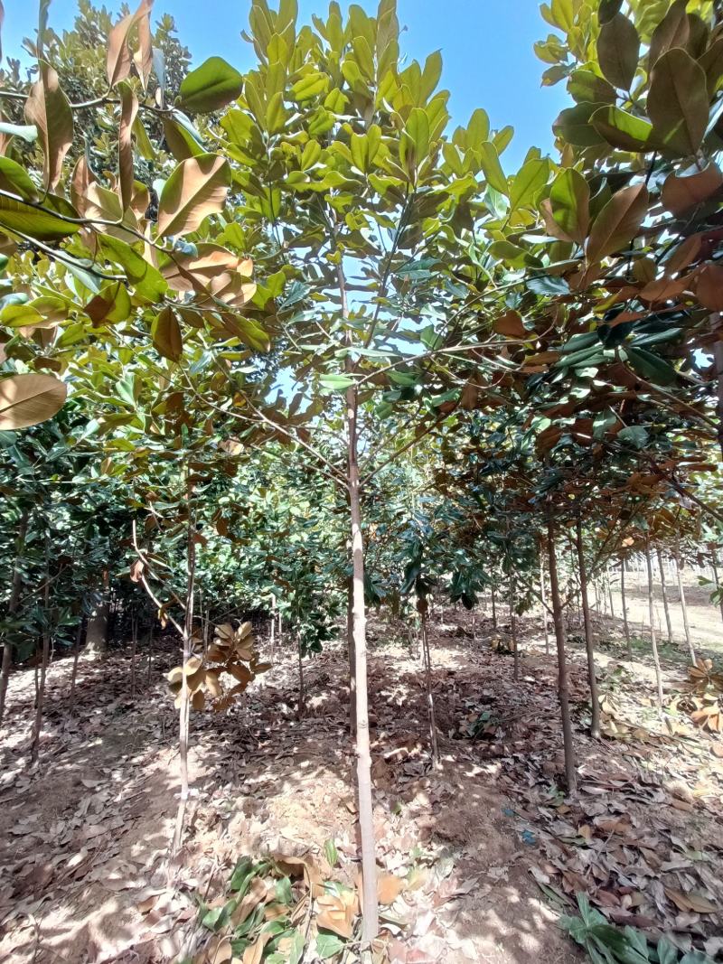 河南基地大量供应精品广玉兰3---30公分